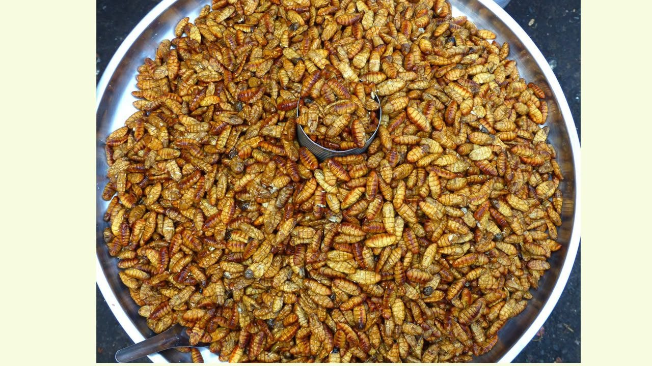 BSF Larvae Inoculation